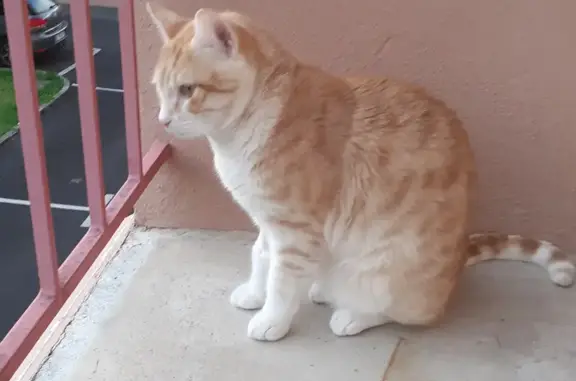 Animaux perdus Vals-près-le-Puy, photo: Chat disparu Garçon, Vals-près-le-Puy (fl492549)