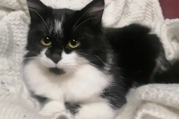 Chat trouvé Fille, Épinouze (ff492551) - photo
