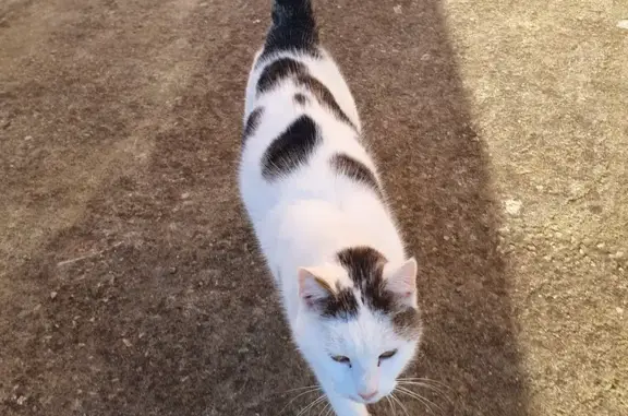 Chat trouvé Fille, Bédée (ff492553) - photo