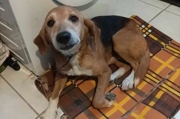 Chien trouvé Garçon (ff492555) - photo