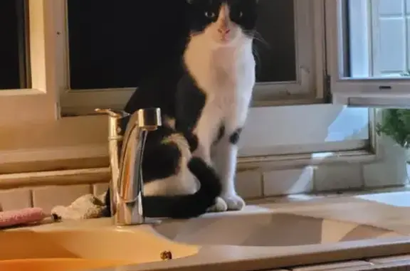 Chat trouvé Garçon (ff492560) - photo
