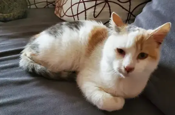 Chat trouvé (ff492559) - photo