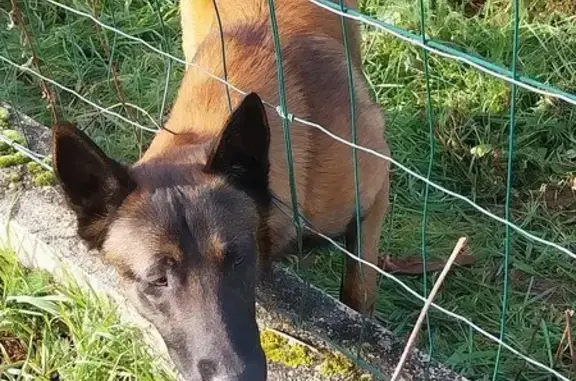Chien trouvé Garçon, Galgon (ff492561) - photo