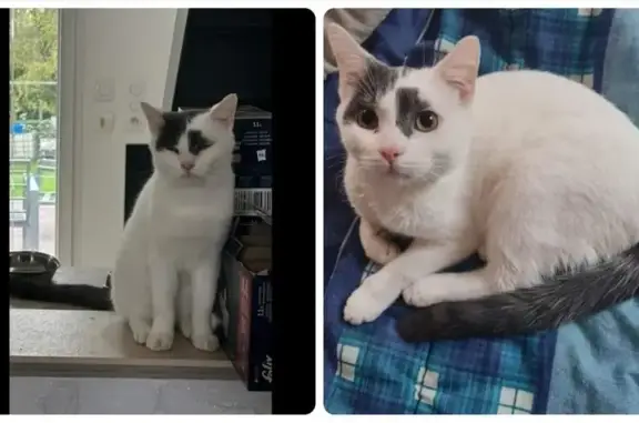 Chat perdu, Saint-Léger-en-Yvelines, photo: Chat disparu Garçon, Saint-Léger-en-Yvelines (fl492563)