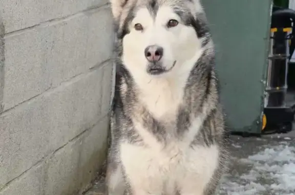 Chien perdu Noisy-le-Sec, photo : Chien disparu Fille, Noisy-le-Sec (fl492573)