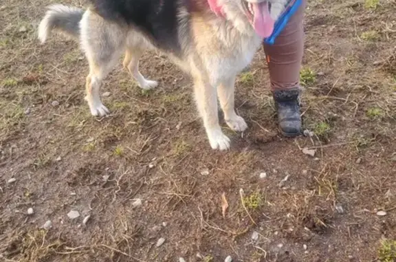 Chien trouvé Garçon (ff492572) - photo