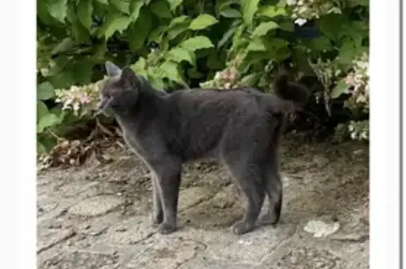 Chat perdu, , photo: Chat disparu Garçon (fl492576)