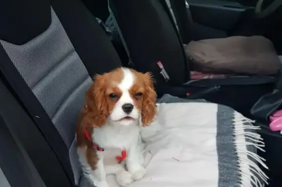 Chien perdu Nice, photo : Chien disparu Fille, Nice (fl492583)