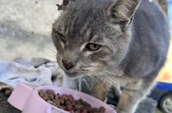 Chat trouvé Garçon (ff492592) - photo