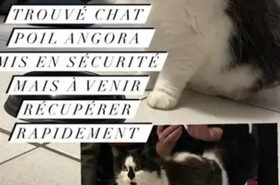 Chat trouvé , photo: Chat trouvé (ff492594)