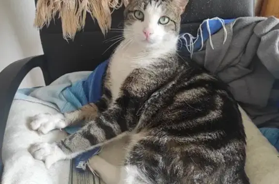 Animaux perdus Bordeaux, photo: Chat disparu Garçon, Bordeaux (fl492596)