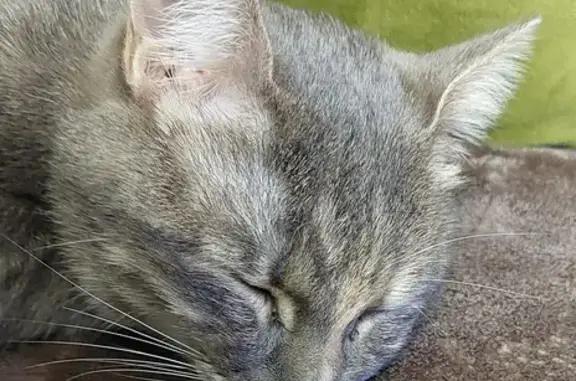 Chat trouvé Fille, Arles (ff492599) - photo