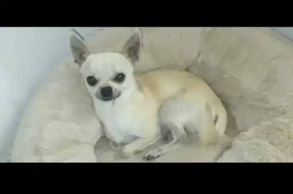Chien perdu Cuverville, photo : Chien disparu Garçon, Cuverville (fl492603)