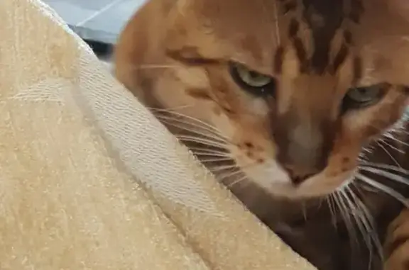 Chat perdu, , photo: Chat disparu Garçon (fl492613)