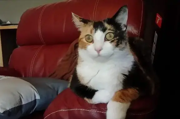 Chat perdu, Sainte-Bazeille, photo: Chat disparu Fille, Sainte-Bazeille (fl492614)