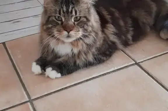 Animaux perdus , photo: Chat disparu Garçon (fl492618)