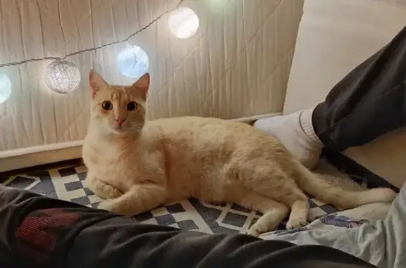 Chat perdu, , photo: Chat disparu Garçon (fl492621)