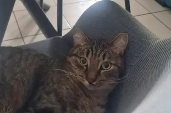 Chat perdu, Clermont-Ferrand, photo: Chat disparu Garçon, Clermont-Ferrand (fl492626)