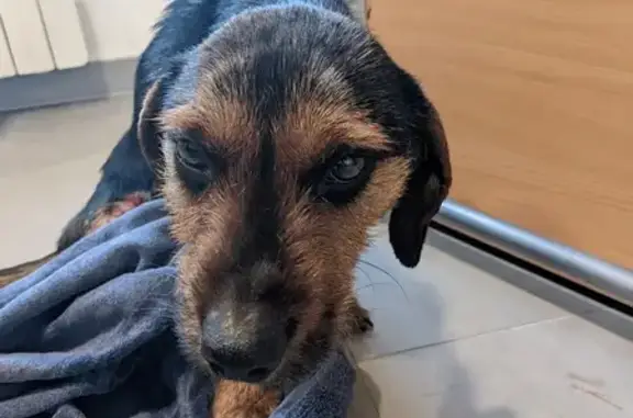 Chien trouvé Garçon, Bédée (ff492639) - photo
