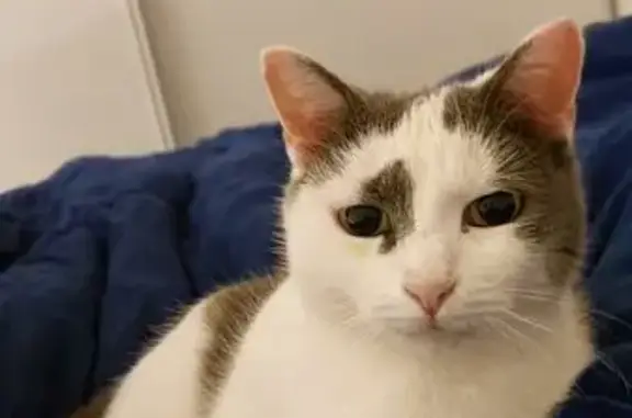 Animaux perdus Nouvelle-Aquitaine, photo: Chat disparu Fille, Nouvelle-Aquitaine (fl492640)