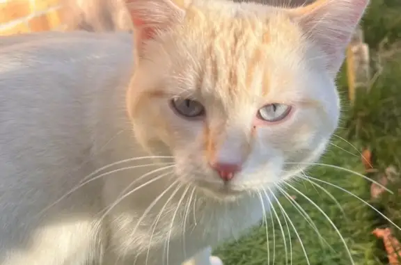 Chat trouvé Roissy-en-Brie, photo: Chat trouvé Garçon, Roissy-en-Brie (ff492641)