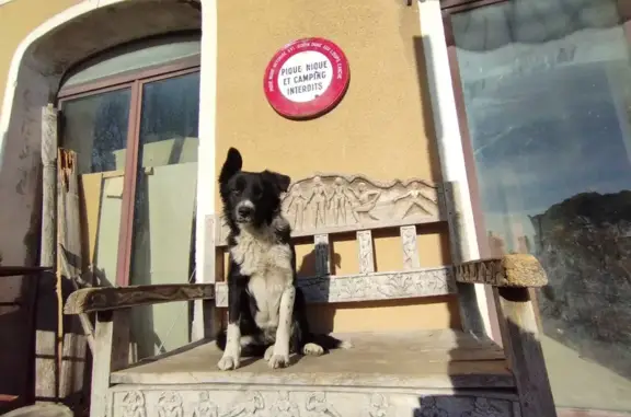 Chien perdu Courthézon, photo : Chien disparu Fille, Courthézon (fl492646)