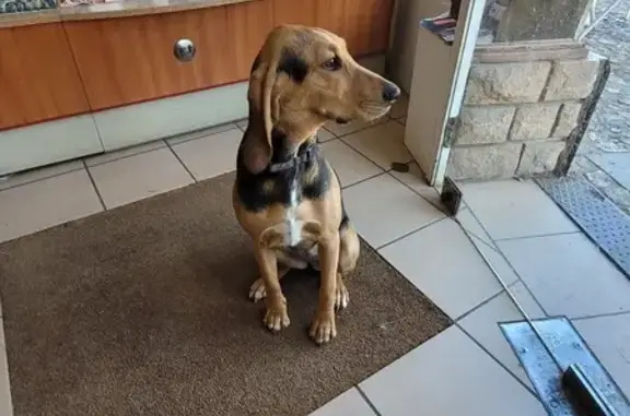 Chien trouvé Champdieu, photo: Chien trouvé Fille, Champdieu (ff492647)