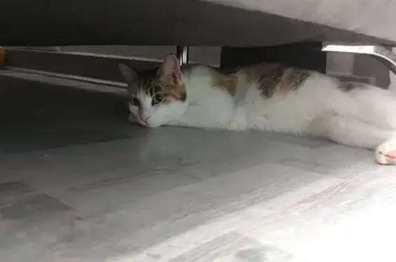 Chat trouvé Fille, Annecy (ff492648) - photo