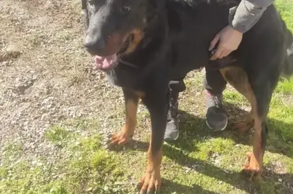Chien trouvé Garçon, Pézenas (ff492649) - photo