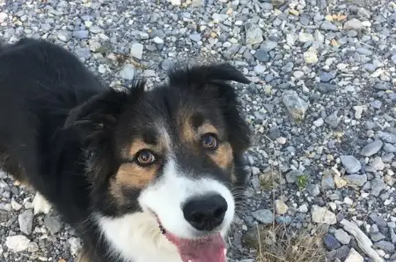 Animaux perdus Breil-sur-Roya, photo: Chien disparu, Breil-sur-Roya (fl492650)