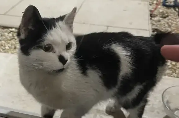 Chat trouvé Garçon (ff492651) - photo