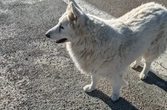 Chien trouvé (ff492653) - photo