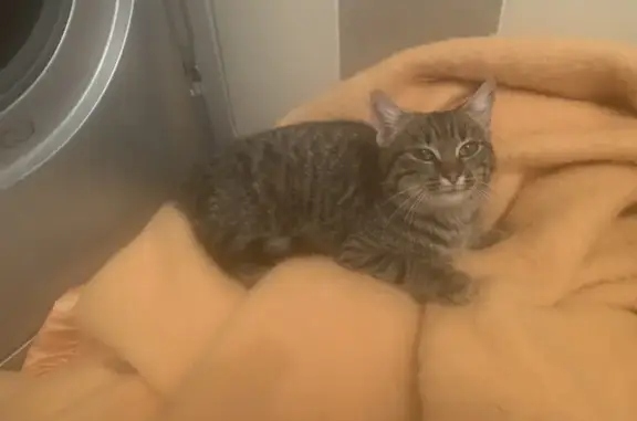 Chat trouvé Fille, Artemare (ff492652) - photo