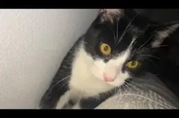 Animaux perdus Montpellier, photo: Chat disparu Garçon, Montpellier (fl492658)