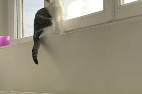 Animaux perdus Nanterre, photo: Chat disparu Fille, Nanterre (fl492659)