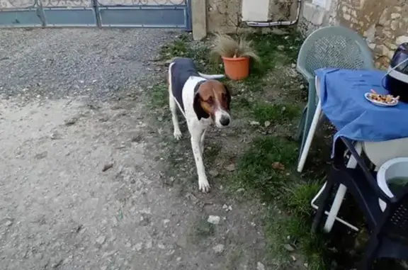 Chien trouvé Garçon (ff492662) - photo