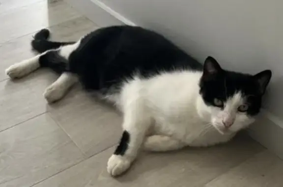 Chat disparu Garçon (fl492661) - photo