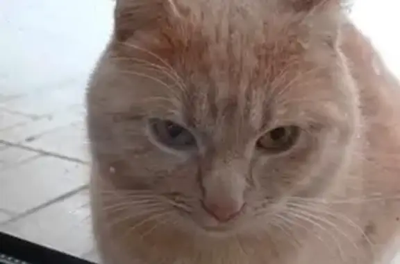 Chat trouvé, Oisy-le-Verger (ff492664) - photo
