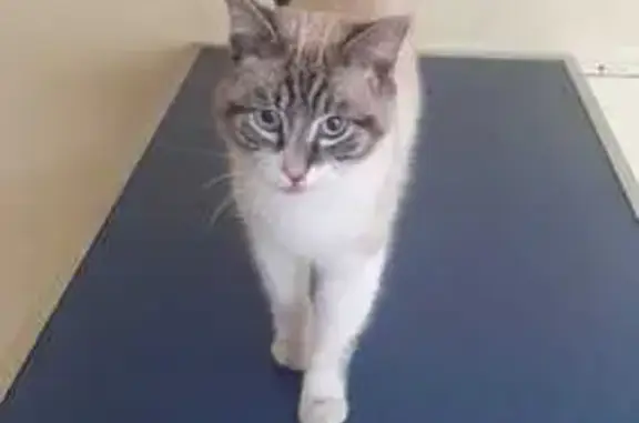 Chat trouvé Garçon, Mirebeau (ff492667) - photo