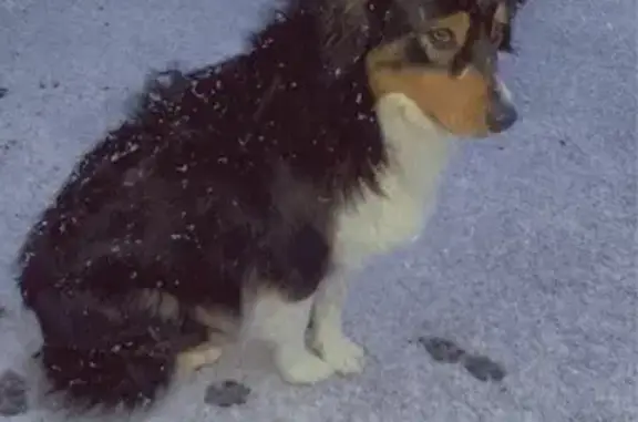 Chien perdu Angerville-l'Orcher, photo : Chien disparu Fille, Angerville-l'Orcher (fl492670)