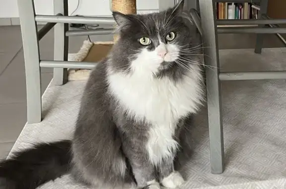 Chat perdu, Tinténiac, photo: Chat disparu Garçon, Tinténiac (fl492674)