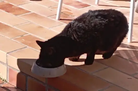 Chat trouvé (ff492681) - photo
