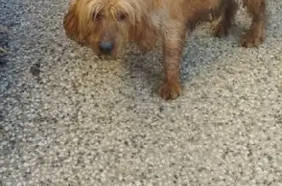 Chien trouvé Garçon, Thilouze (ff492683) - photo
