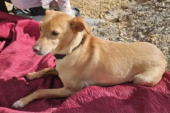 Chien trouvé Garçon, Lumbin (ff492689) - photo