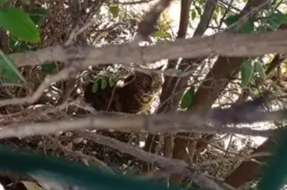 Chat trouvé, Marseille Bompard (ff492688) - photo