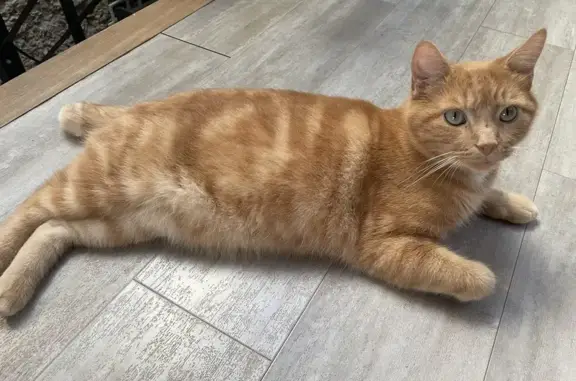 Animaux perdus Mont-de-Marsan, photo: Chat disparu Garçon, Mont-de-Marsan (fl492694)