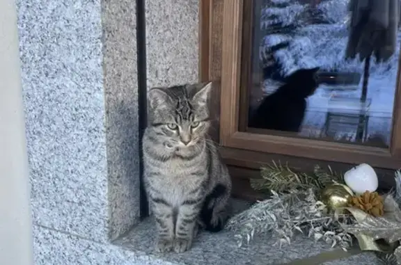 Chat trouvé Fille, Saint-Gervais-les-Bains (ff492697) - photo
