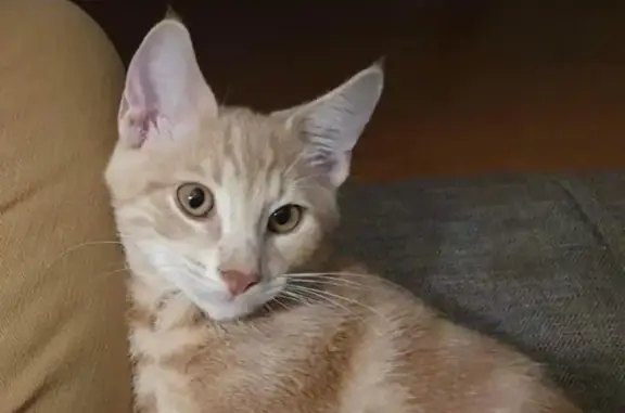 Animaux perdus Melesse, photo: Chat disparu Garçon, Melesse (fl492698)
