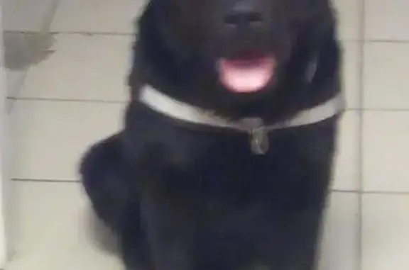 Chien perdu , photo : Chien disparu Garçon (fl492699)