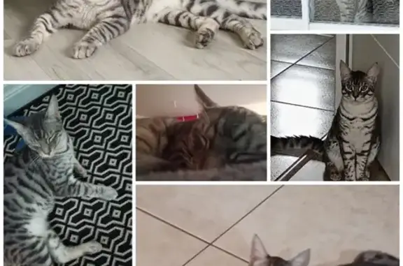 Chat perdu, Neuville-de-Poitou, photo: Chat disparu Garçon, Neuville-de-Poitou (fl492700)